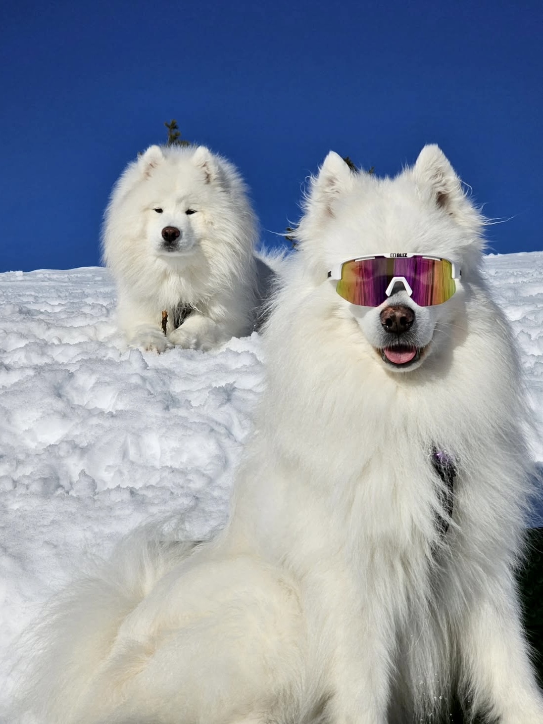 Fusion/Matrix Lens Purple Multi - Image 2