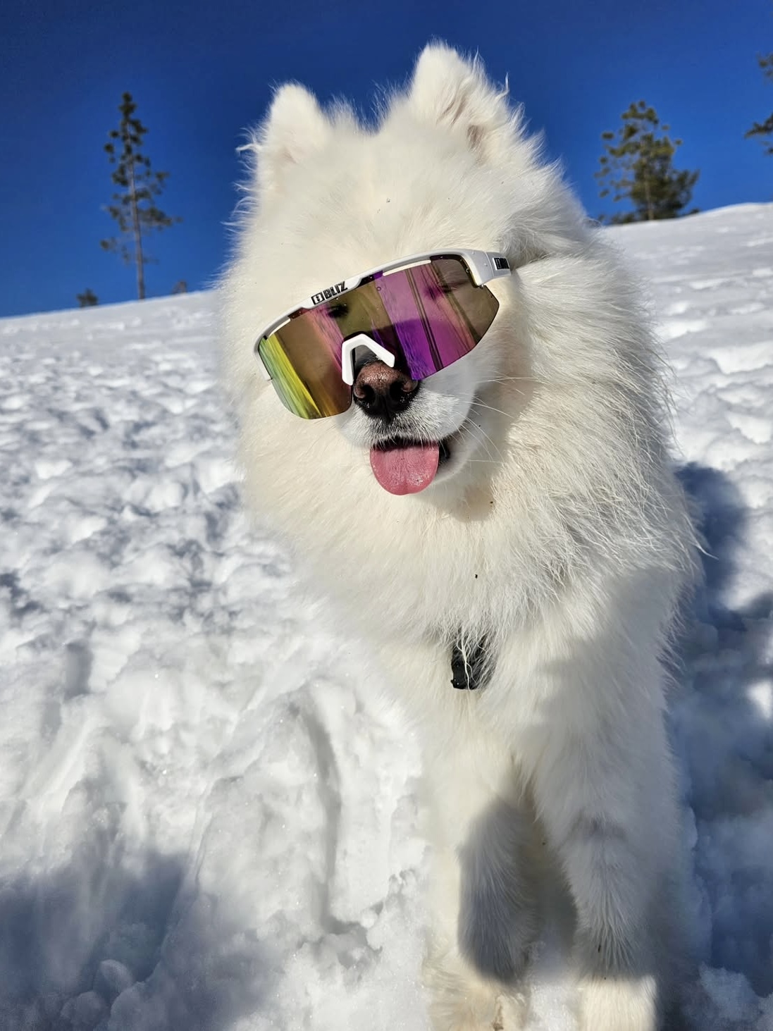 Fusion/Matrix Lens Purple Multi - Image 3